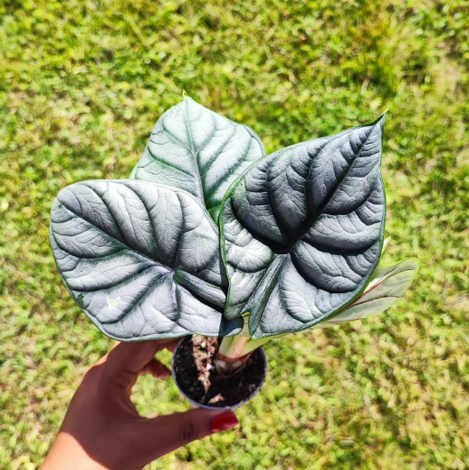 Alocasia Silver Dragon