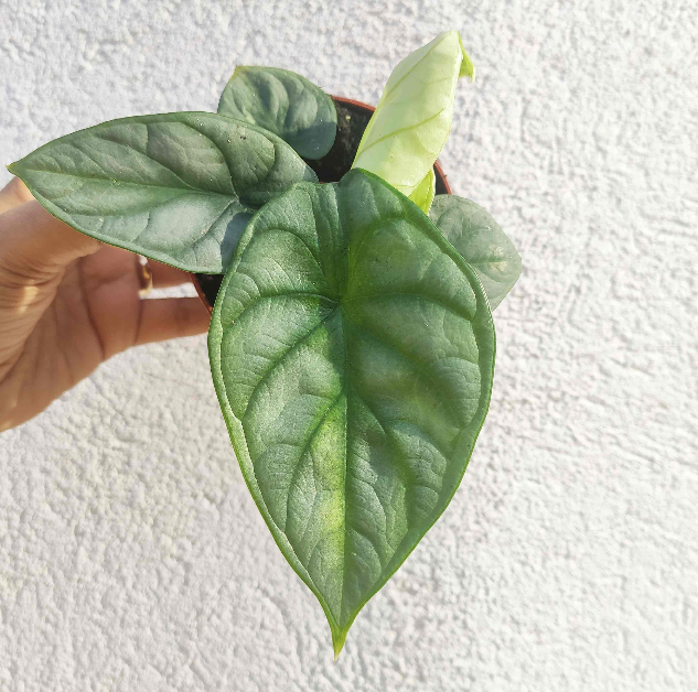 Alocasia Silver Dragon