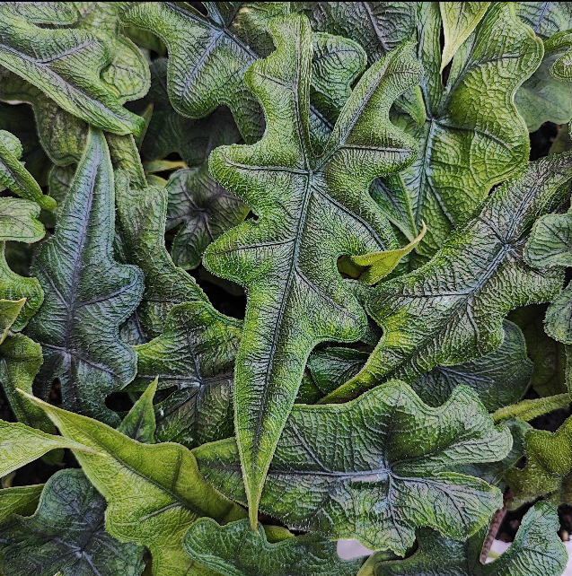 Alocasia Jacklyn - Alocasia Tandurusa