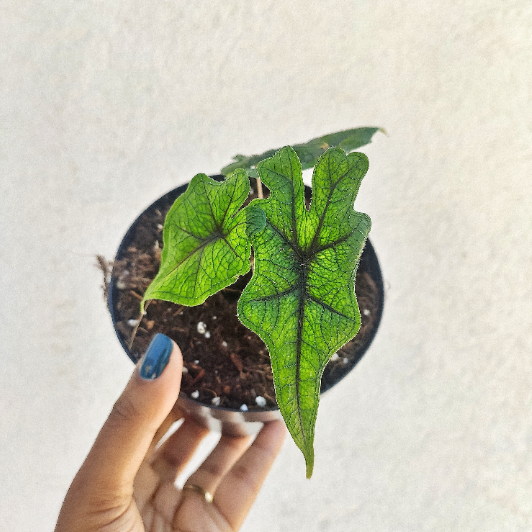 Alocasia Jacklyn - Alocasia Tandurusa