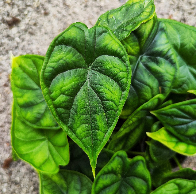 Alocasia Dragon Scale