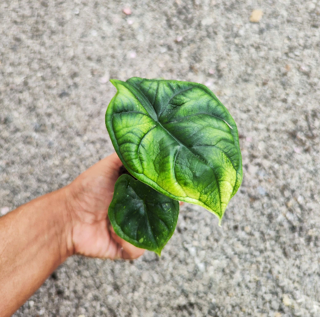 Alocasia Dragon Scale