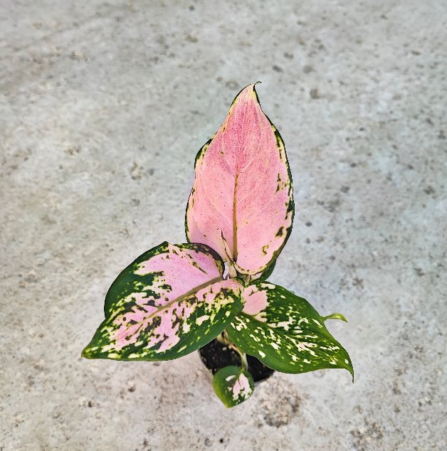 Aglaonema Red Valentine
