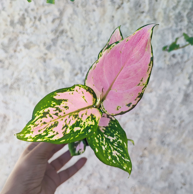 Aglaonema Red Valentine