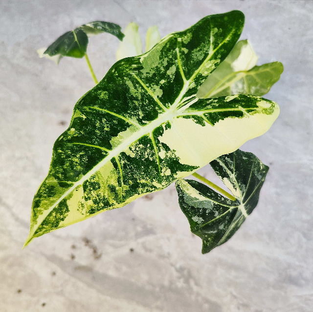 Alocasia Frydek Variegata