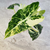 Alocasia Frydek Variegata - monjungle