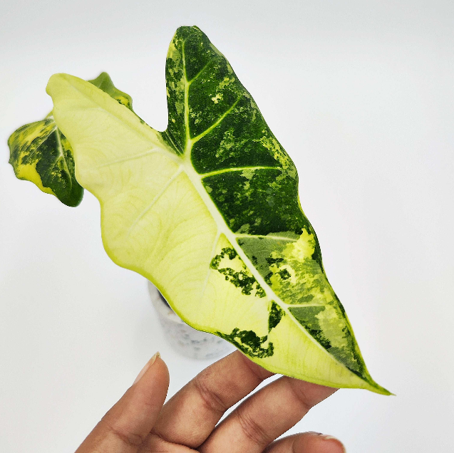 Alocasia Frydek Variegata