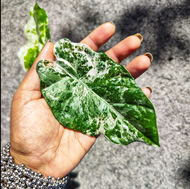 Alocasia Odora Batik Variegata