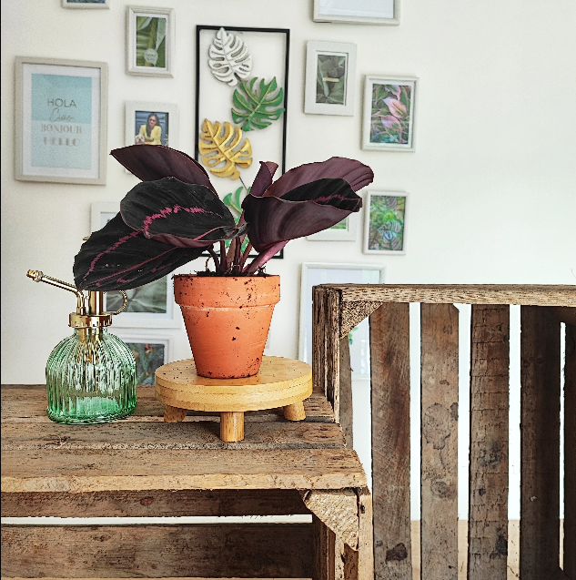 Calathea Dottie
