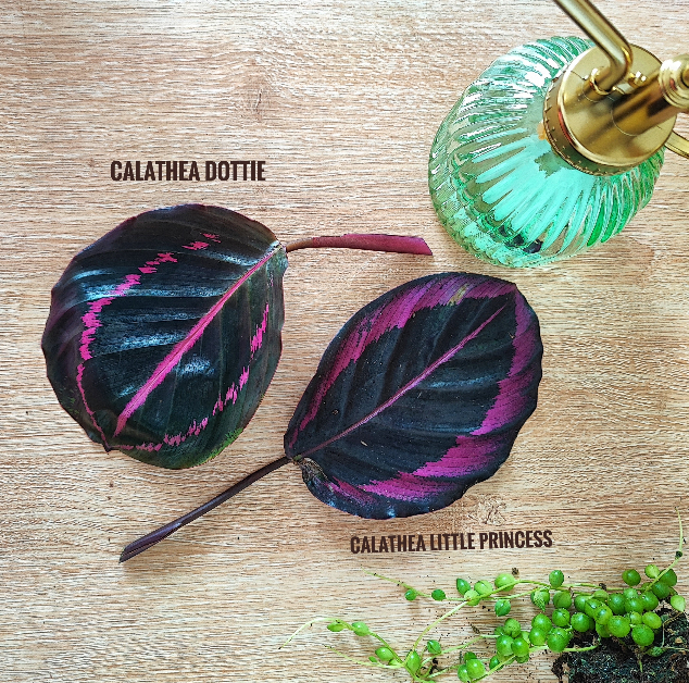 Calathea Dottie