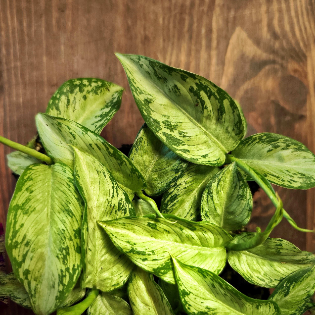 Dieffenbachia Snow - monjungle