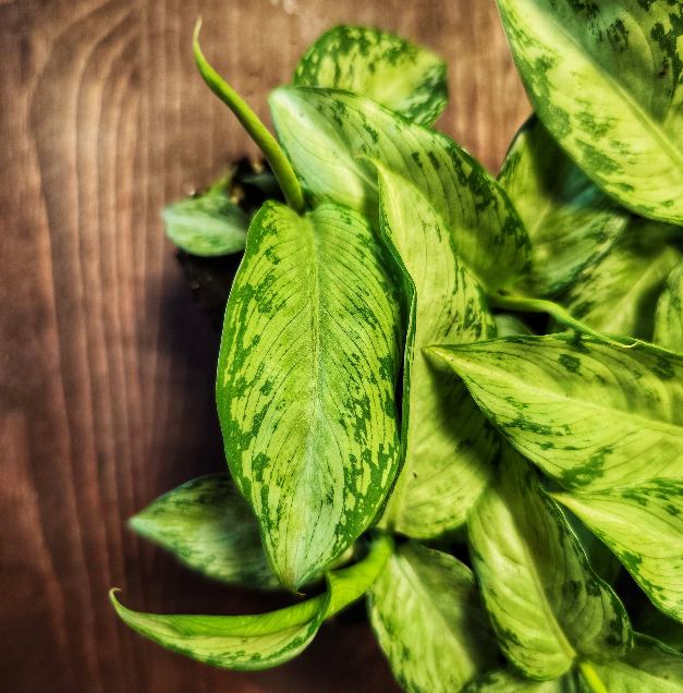 Dieffenbachia Snow - monjungle