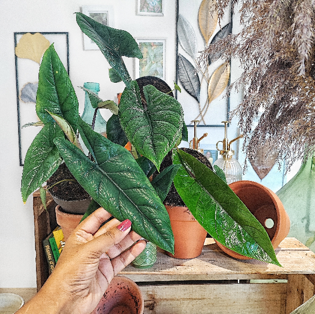 Alocasia Scalprum - monjungle
