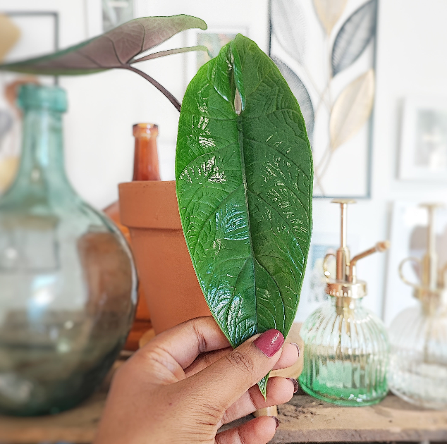 Alocasia Scalprum - monjungle