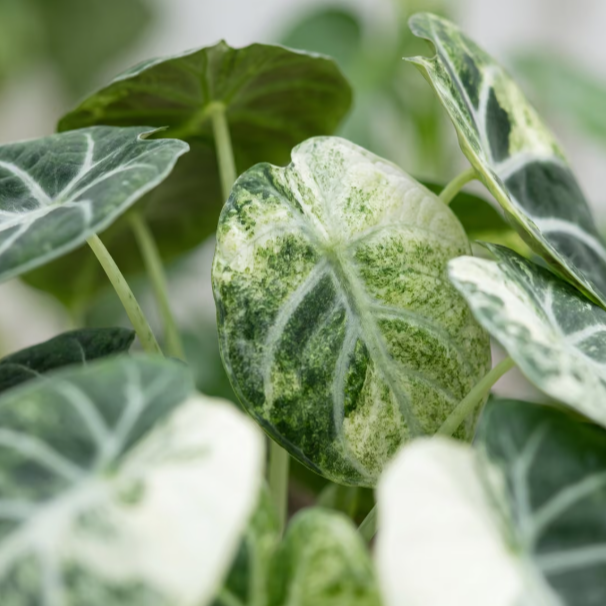 Alocasia Ninja Variegata