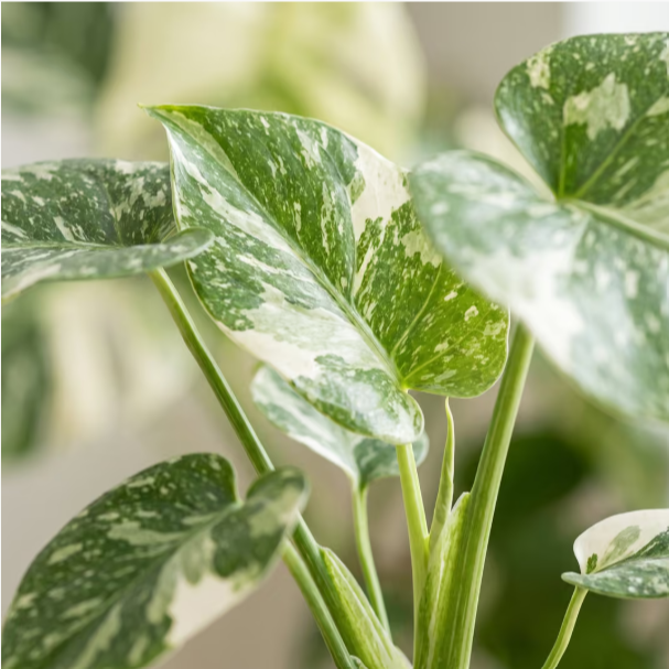Monstera Deliciosa Mint Variegated