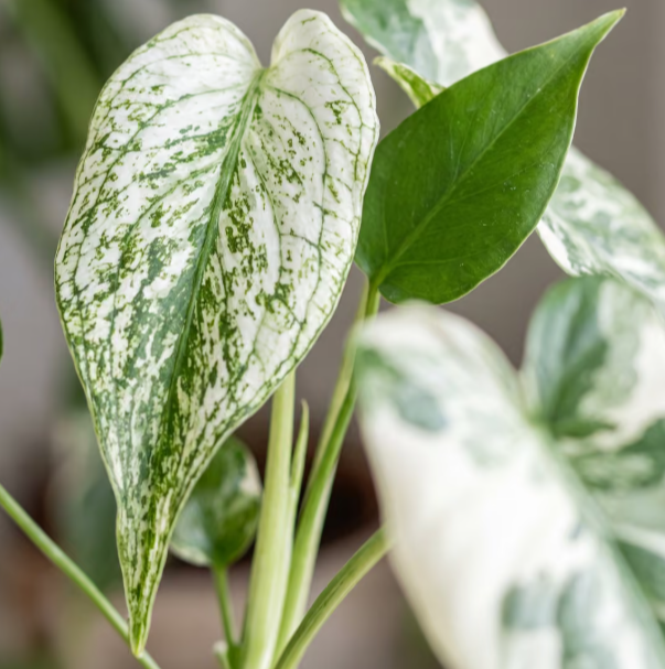 Monstera Devil Monster