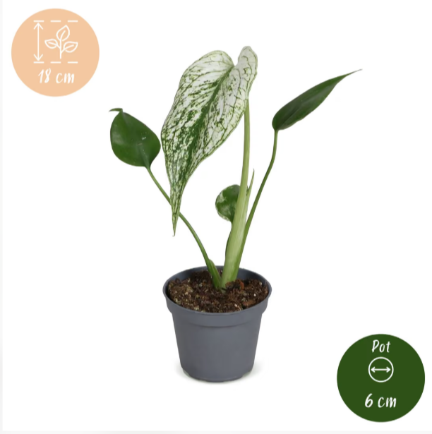 Monstera Devil Monster