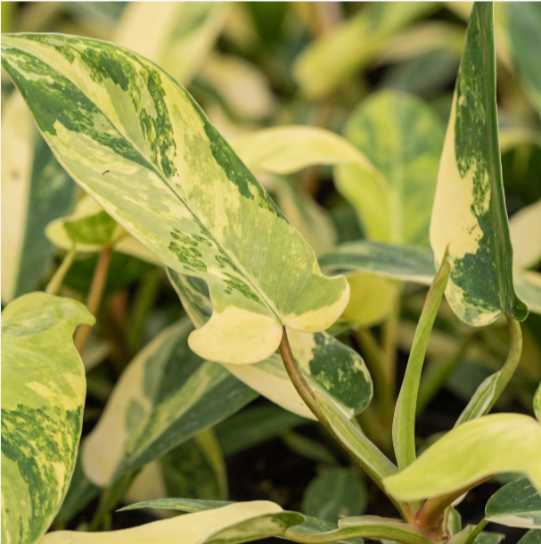 Philodendron Florida Beauty