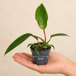 Philodendron mayoi - monjungle