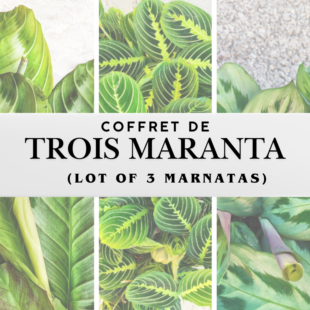 Coffret de Trois Maranta - Lot de Plantes Intérieures Rares & Faciles d'Entretien