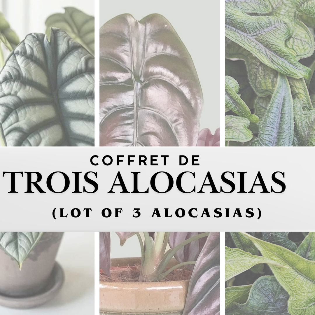 Coffret de Trois Alocasia Rares – Plantes d’Intérieur Exotiques pour Collectionneurs