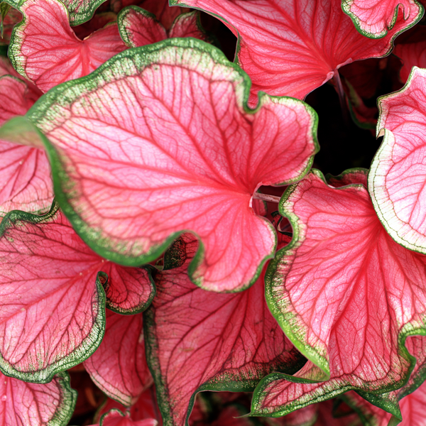 Caladium Sizzle bouture (L), plante aux feuilles rouges - monjungle