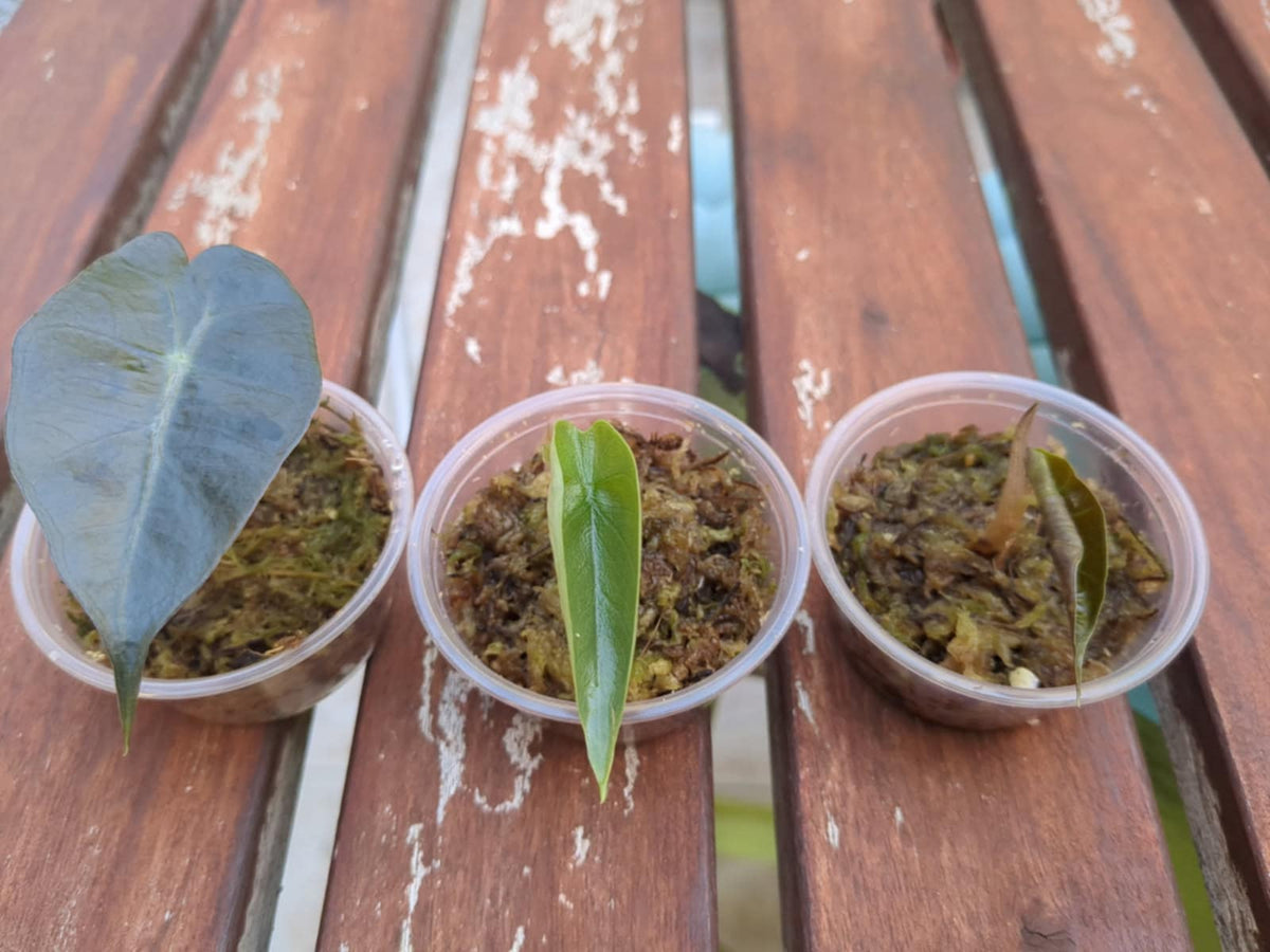 Bulbilles d'Alocasia - Kit de propagation pour plantes rares - monjungle