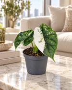 Alocasia Dragon Scale Albo Variegata, jeune plante panachée en pot Ø6 cm dans un salon luxueux en journée, mise en scène illustrative