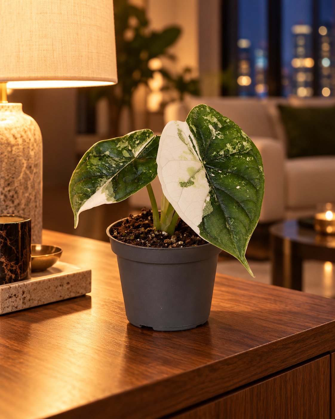 Alocasia Dragon Scale Albo Variegata en pot Ø6 cm dans un appartement élégant à la lumière du soir, mise en scène illustrative