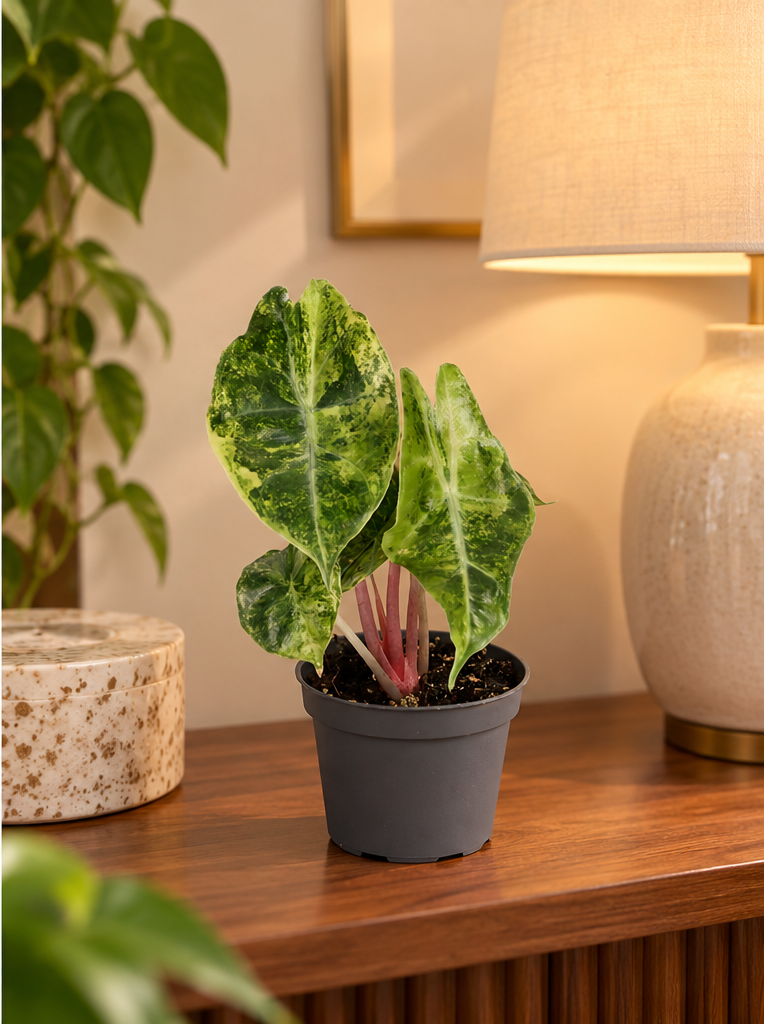 Alocasia Nairobi Nights Aurea en pot Ø6 cm sur une console dans un appartement élégant, photomontage illustratif