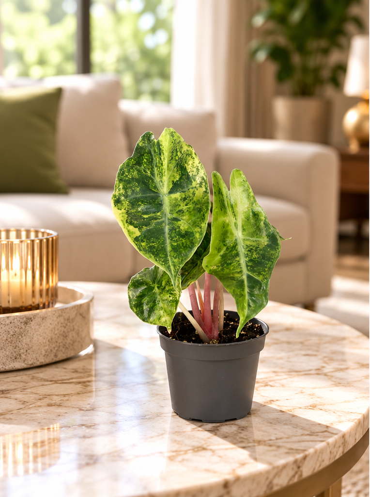 Alocasia Nairobi Nights Aurea, jeune plante en pot Ø6 cm sur table en marbre dans un salon luxueux, décor illustratif