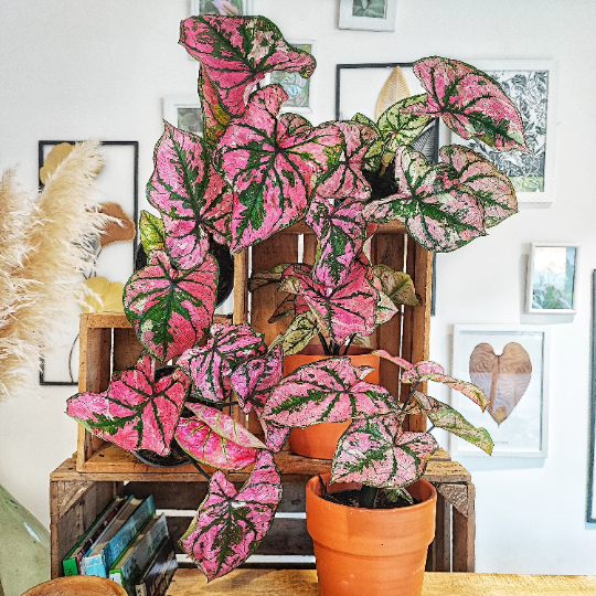 Caladium Pink Fiesta monjungle