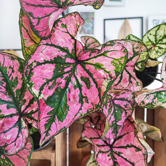 Caladium Pink Fiesta monjungle