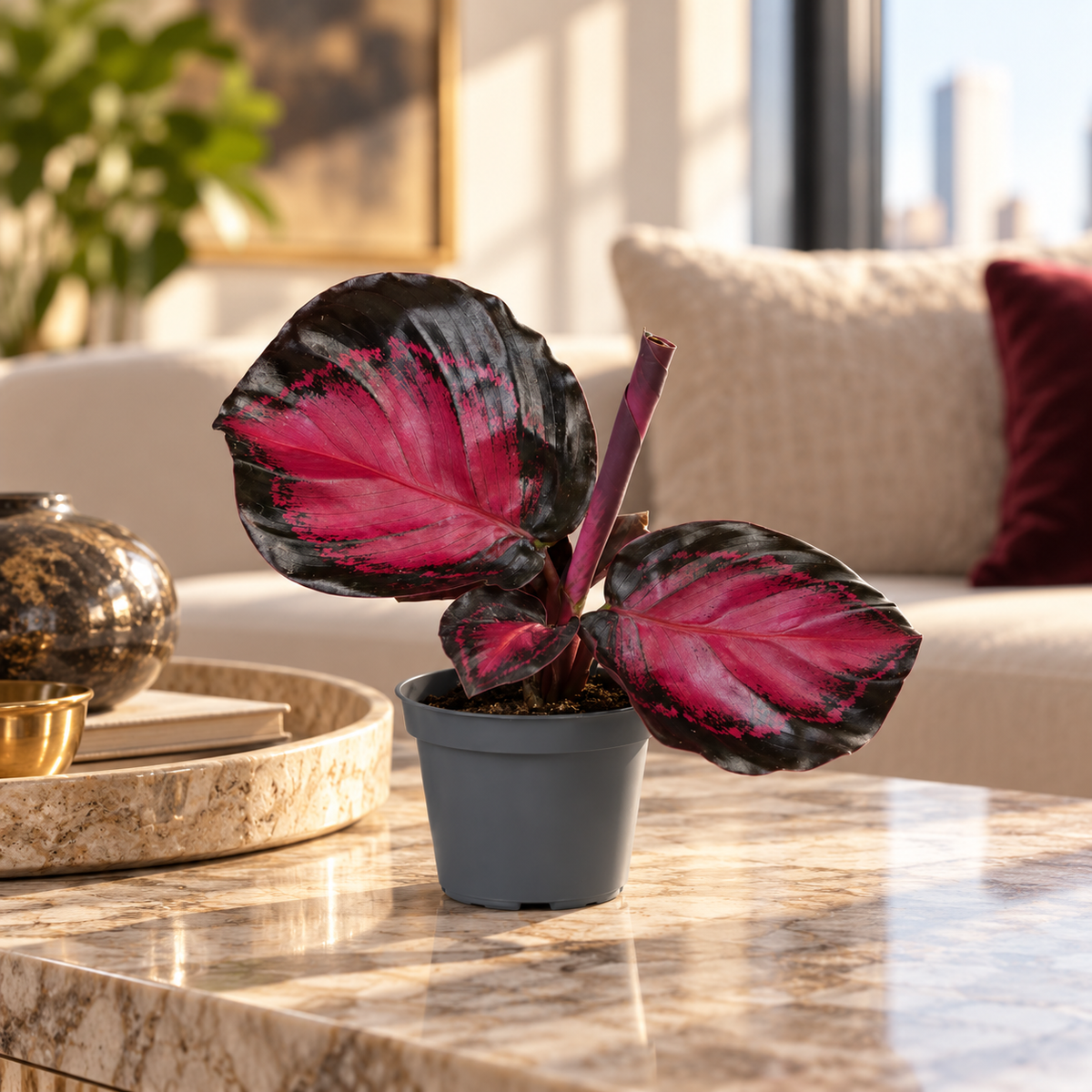 Calathea Crimson Web, jeune plante rose pourpre en pot Ø6 cm sur table en marbre d’un salon luxueux de jour, image illustrative