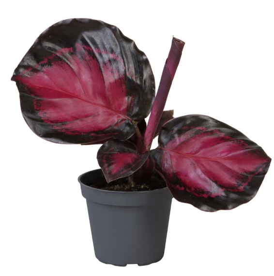 Calathea Crimson Web, photo originale de la plante rose et noire en pot Ø6 cm, hauteur indicative 15 cm