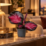 Calathea Crimson Web, plante en pot Ø6 cm dans un salon élégant à éclairage chaleureux du soir, image illustrative
