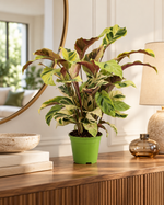 Calathea Fusion Yellow, illustration d'ambiance sur console en bois dans un appartement élégant, pot Ø14 cm
