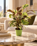 Calathea Fusion Yellow, mise en scène dans un salon luxueux, feuillage panaché, pot Ø14 cm ; décor non inclus