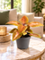 Coleus Multicolor Zircon, plante au feuillage orange et rose, pot Ø12 cm sur table en marbre dans un salon lumineux ; illustration d'ambiance