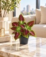 Coleus Pink Diamond, feuillage rose et pourpre, plante en pot Ø12 cm dans un salon élégant en journée, mise en scène illustrative
