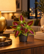 Coleus Pink Diamond en pot Ø12 cm sur console dans un appartement luxueux à la lumière du soir, mise en scène illustrative