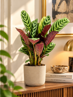 Ctenanthe burle-marxii sur console dans un appartement élégant, feuillage zébré, cache-pot décoratif non inclus