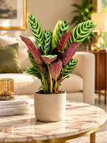 Ctenanthe burle-marxii, ambiance salon luxueux, plante au feuillage vert et pourpre, pot Ø14 cm, décor illustratif non inclus