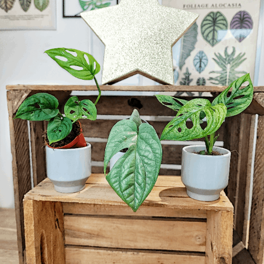 Monstera Adansonii MINT, Amydrium Medium SILVER, Monstera ESQUELATO monjungle