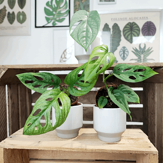 Monstera Adansonii MINT, Amydrium Medium SILVER, Monstera ESQUELATO monjungle