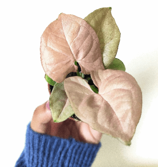 Syngonium neon robusta monjungle
