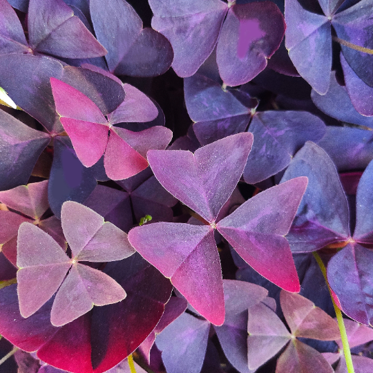 Oxalis triangularis shamrock pourpre rhizomes monjungle
