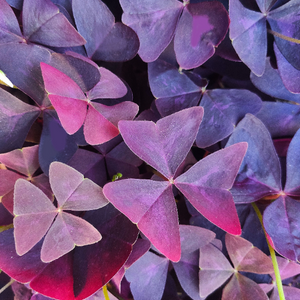 Oxalis triangularis shamrock pourpre rhizomes Petite oseille des bois, trèfle faux couleur violet Plante d'intérieur fleurie - monjungle