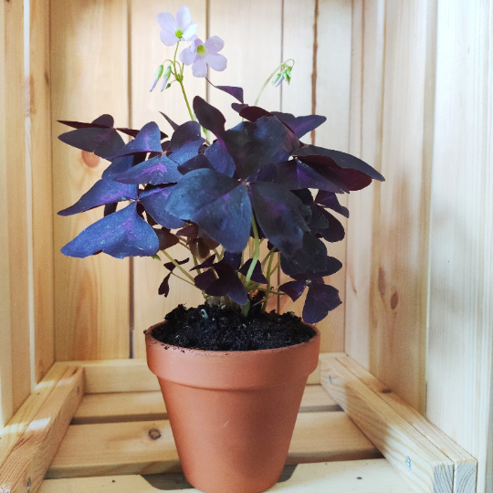 Oxalis triangularis shamrock pourpre rhizomes monjungle
